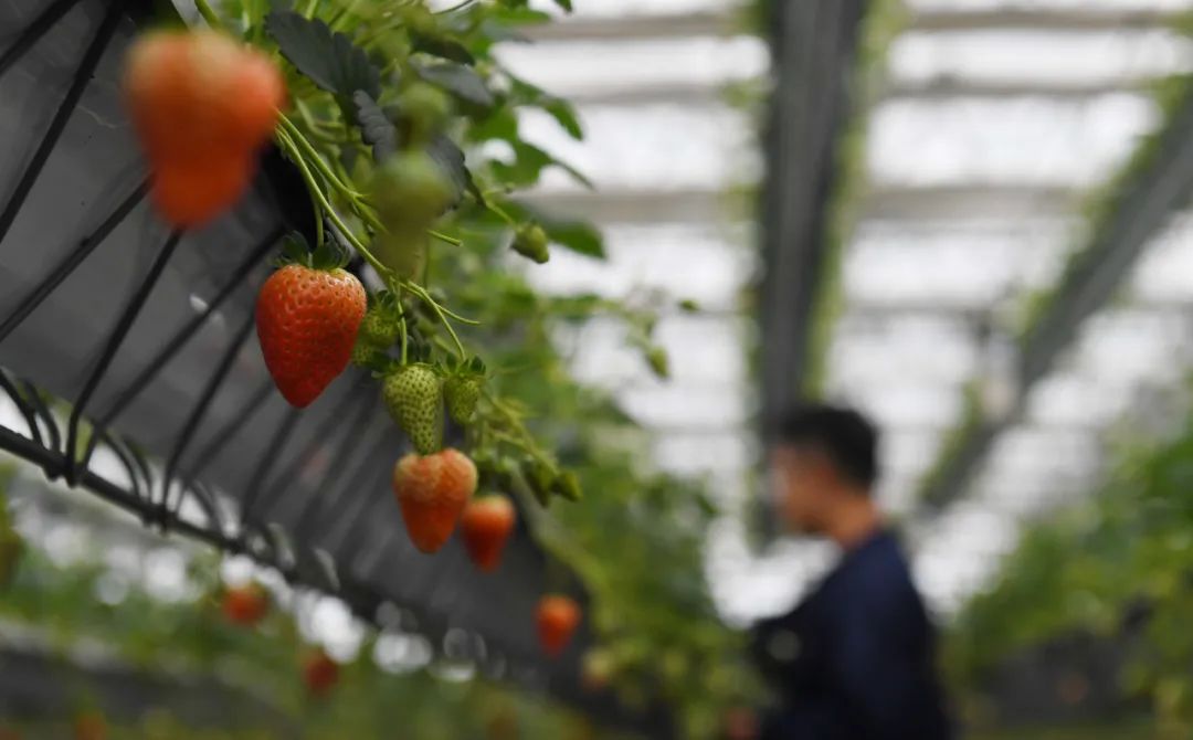 合肥，乘風破浪！再攀高峰！初級農(nóng)產(chǎn)品產(chǎn)業(yè)發(fā)展新篇章