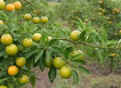 察哈爾右翼后旗初級農(nóng)產(chǎn)品發(fā)展現(xiàn)狀與前景