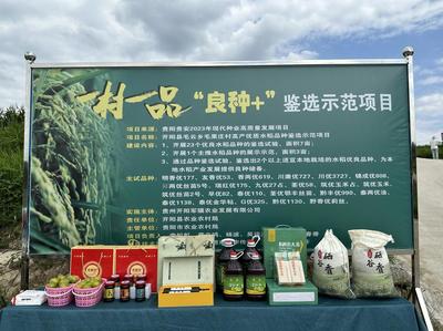 毛云鄉(xiāng)發(fā)展“三個農(nóng)業(yè)”點燃產(chǎn)業(yè)希望，初級農(nóng)產(chǎn)品煥發(fā)新活力