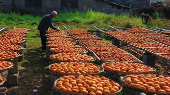 年關將至返鄉潮，初級農產品行業迎春煥發新機