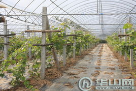 科技賦能渭南現代農業園區 從初級農產品到農民增收的轉型之路