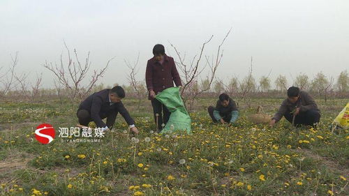 小小蒲公英，致富有“錢”景——泗陽初級農產品發展新亮點