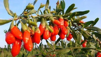 中寧枸杞商城 數字化平臺引領枸杞產業從“原字號”向“精字號”轉型升級