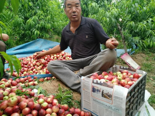 蒜價跌入谷底，油桃滯銷田間 初級農產品周期性陣痛與菜農的出路探索