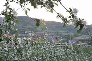 煙臺果花爛漫時 不負春光，遇見農產品的第一縷芬芳