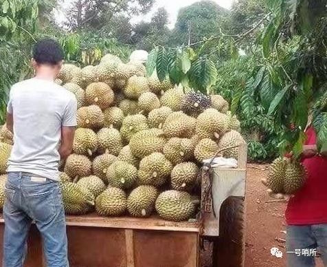 實拍中越邊境 山水相連處的田園詩，那些勤勞美麗的姑娘們