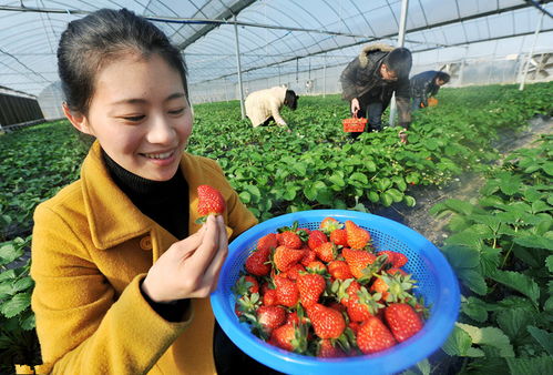 零基礎農村電商第一課 創業之初三大定位決定成敗，盲目跟風易虧錢（以初級農產品為例）