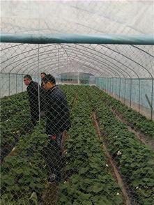 瑞安農業網 打造瑞安農業門戶，助推初級農產品發展